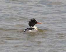 Merganser