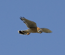 American Kestral