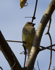 Cedar Waxwing