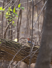 Red-bellied Woodpecker