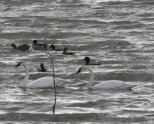 Trumpeter Swan