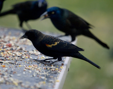 Red-winged Blackbird