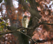 Red-Shouldered Hawk