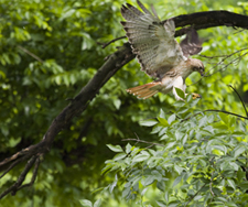 Red-tailed Hawk