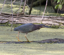 Green Heron