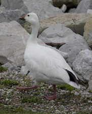 Snow Goose