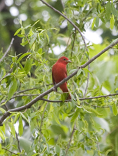 Summer Tanager