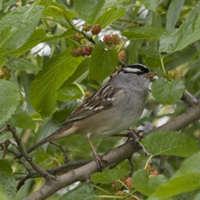 White-crowned Sparrow