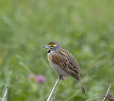 Dickcissel