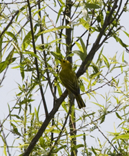 Yellow Warbler