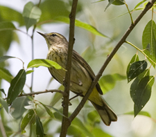 Palm Warbler