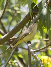 Warbling Vireo