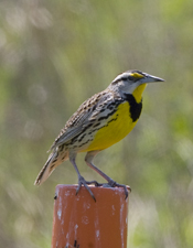 Eastern Meadowlark