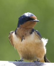Barn Swallow