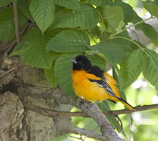 Baltimore Oriole