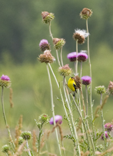 American Goldfinch