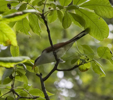 Yellow-billed Cuckoo