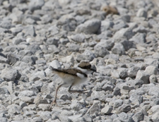 Killdeer