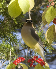 Cedar Waxwing