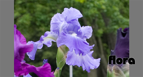Flora